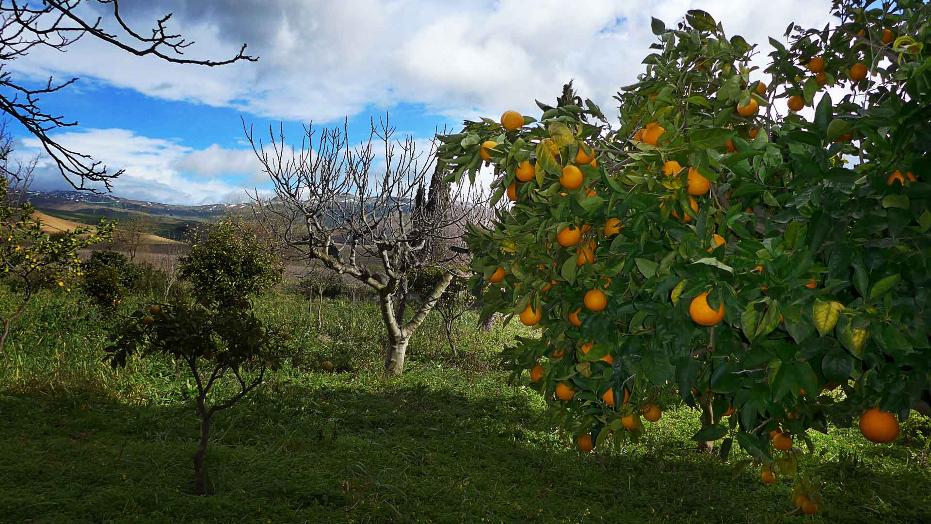 Orange trees in the vineyard of Tenuta Regaleali